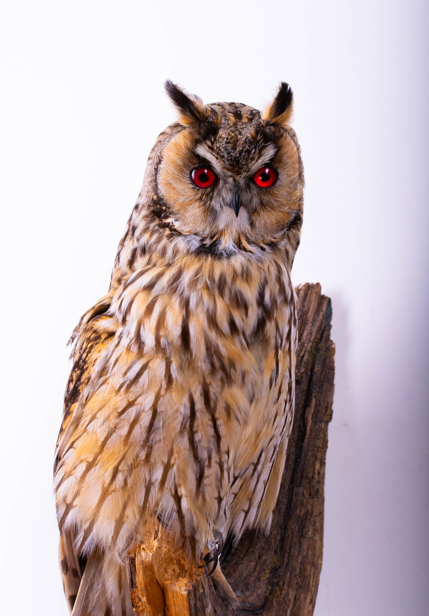 Long-eared Owl Taxidermy Wall Mount For Sale