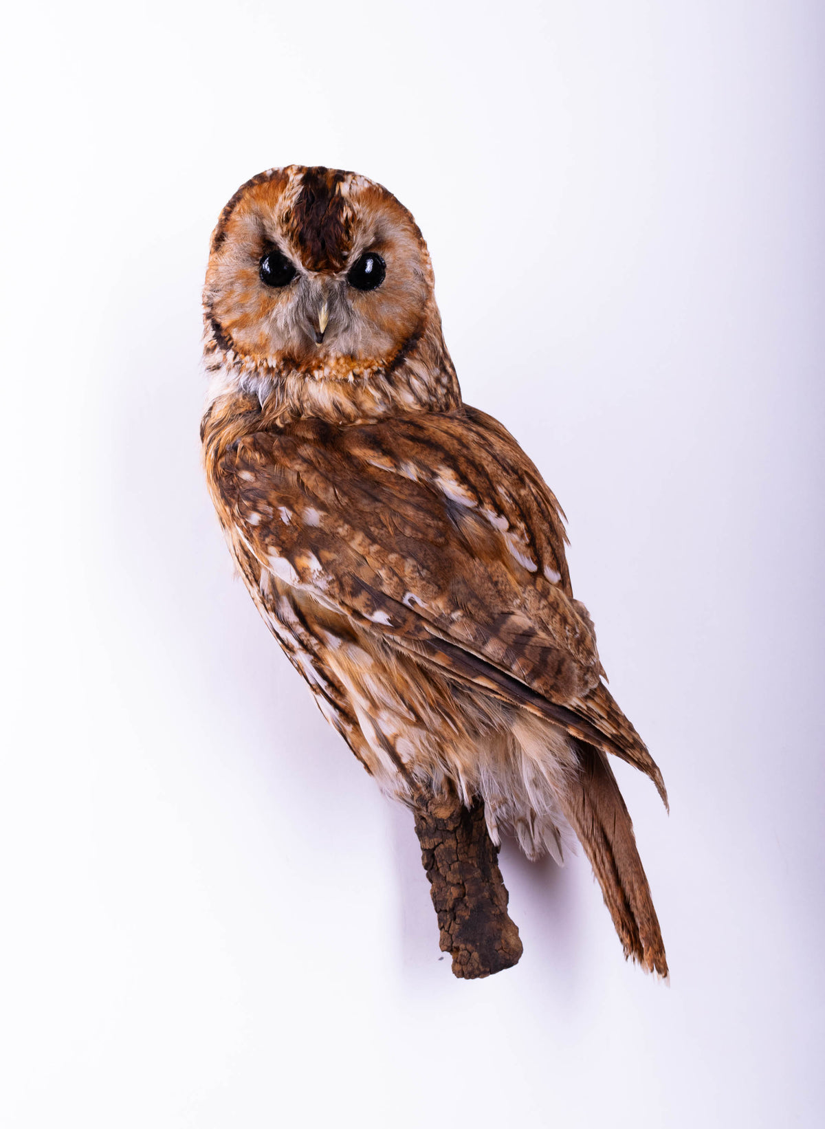 Tawny Owl Taxidermy Wall Mount