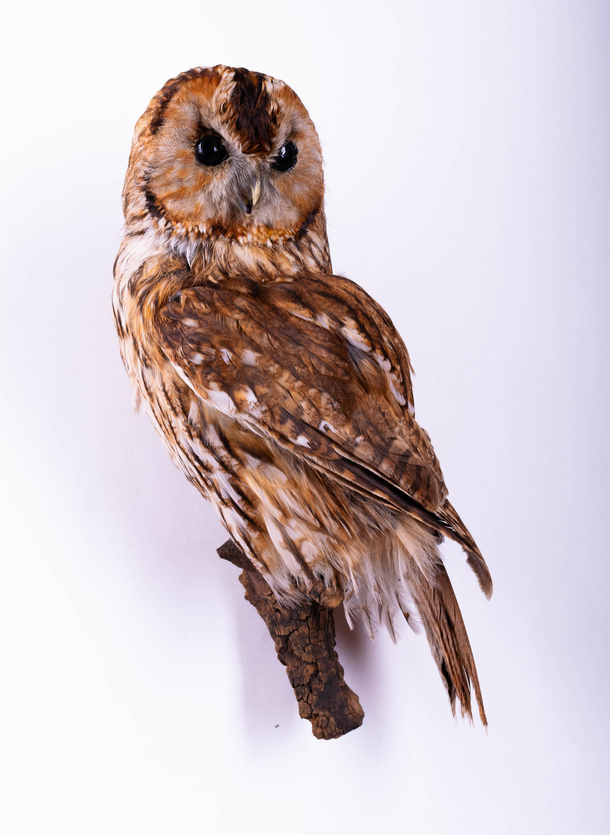 Tawny Owl Taxidermy Wall Mount