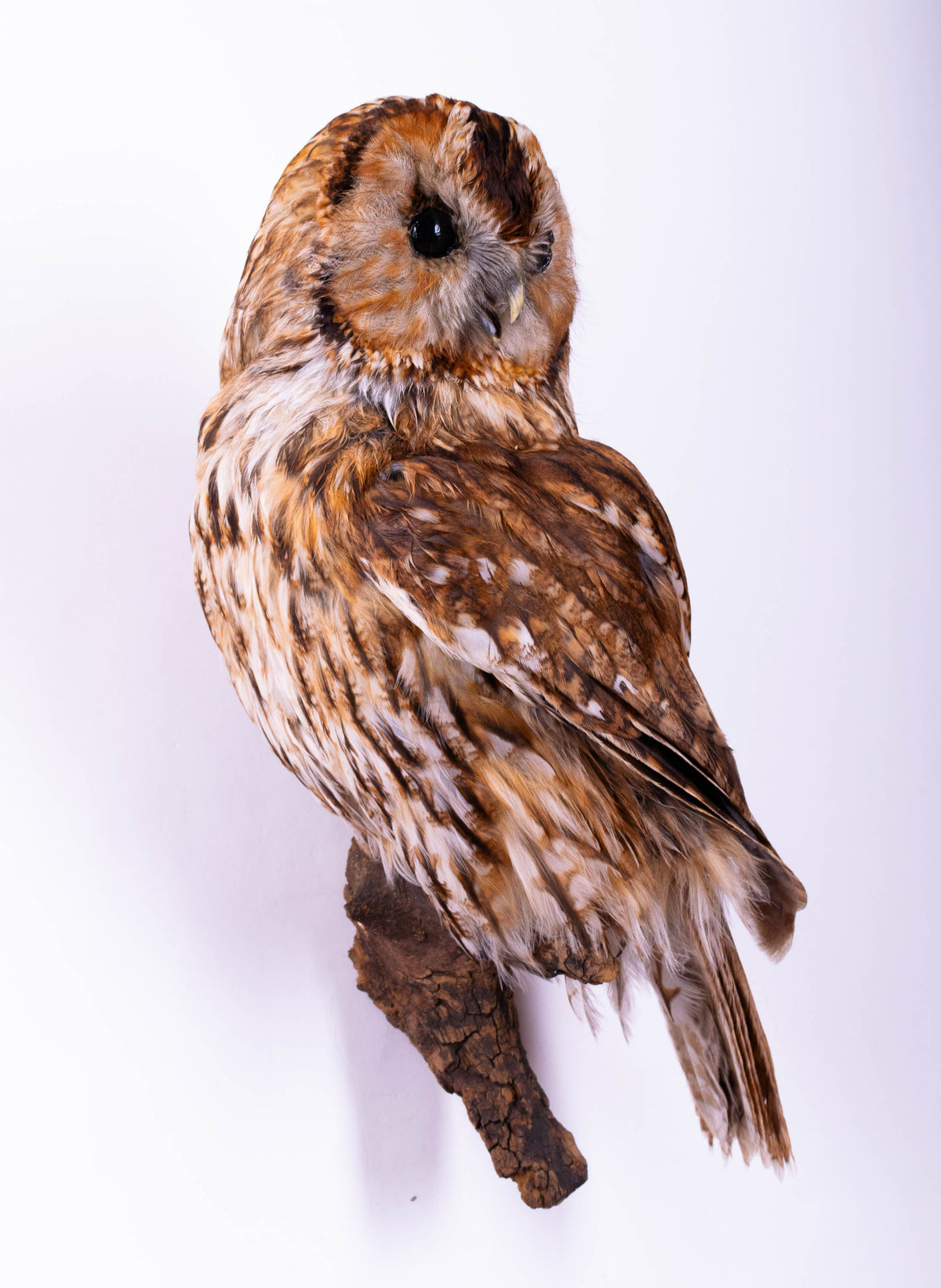 Tawny Owl Taxidermy Wall Mount