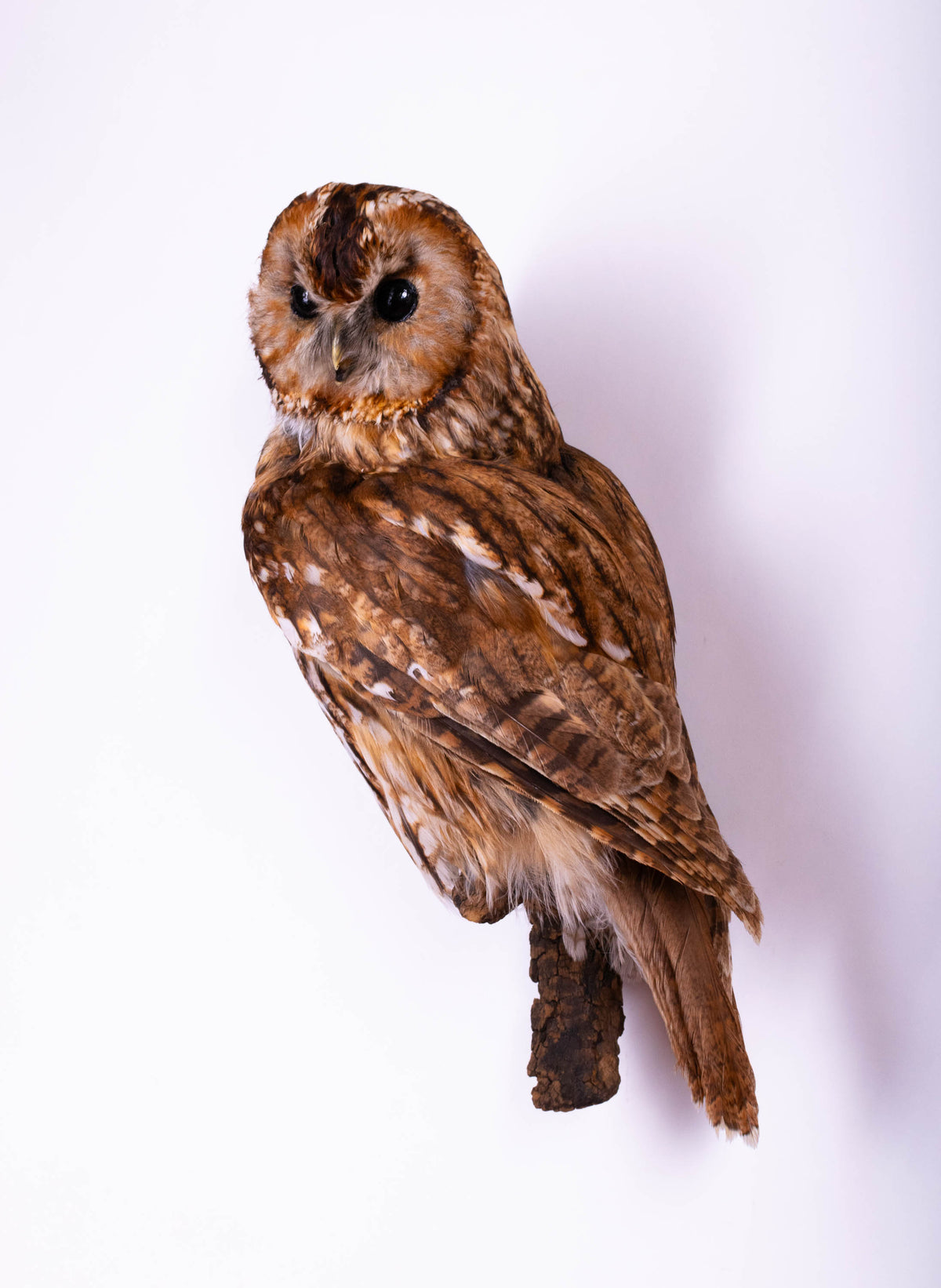 Tawny Owl Taxidermy Wall Mount