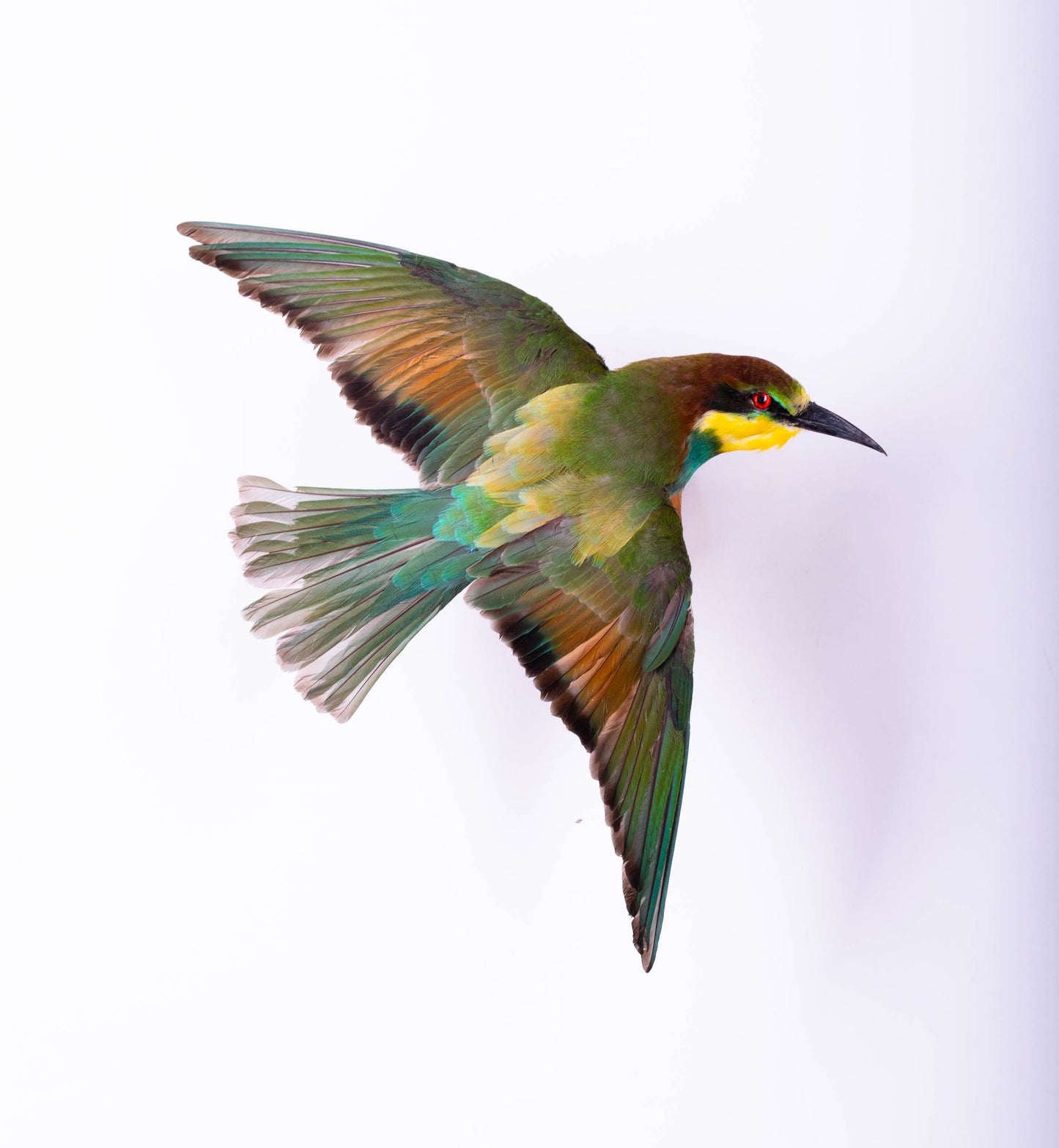 Bee-eater Taxidermy Wall Mount Open Wings