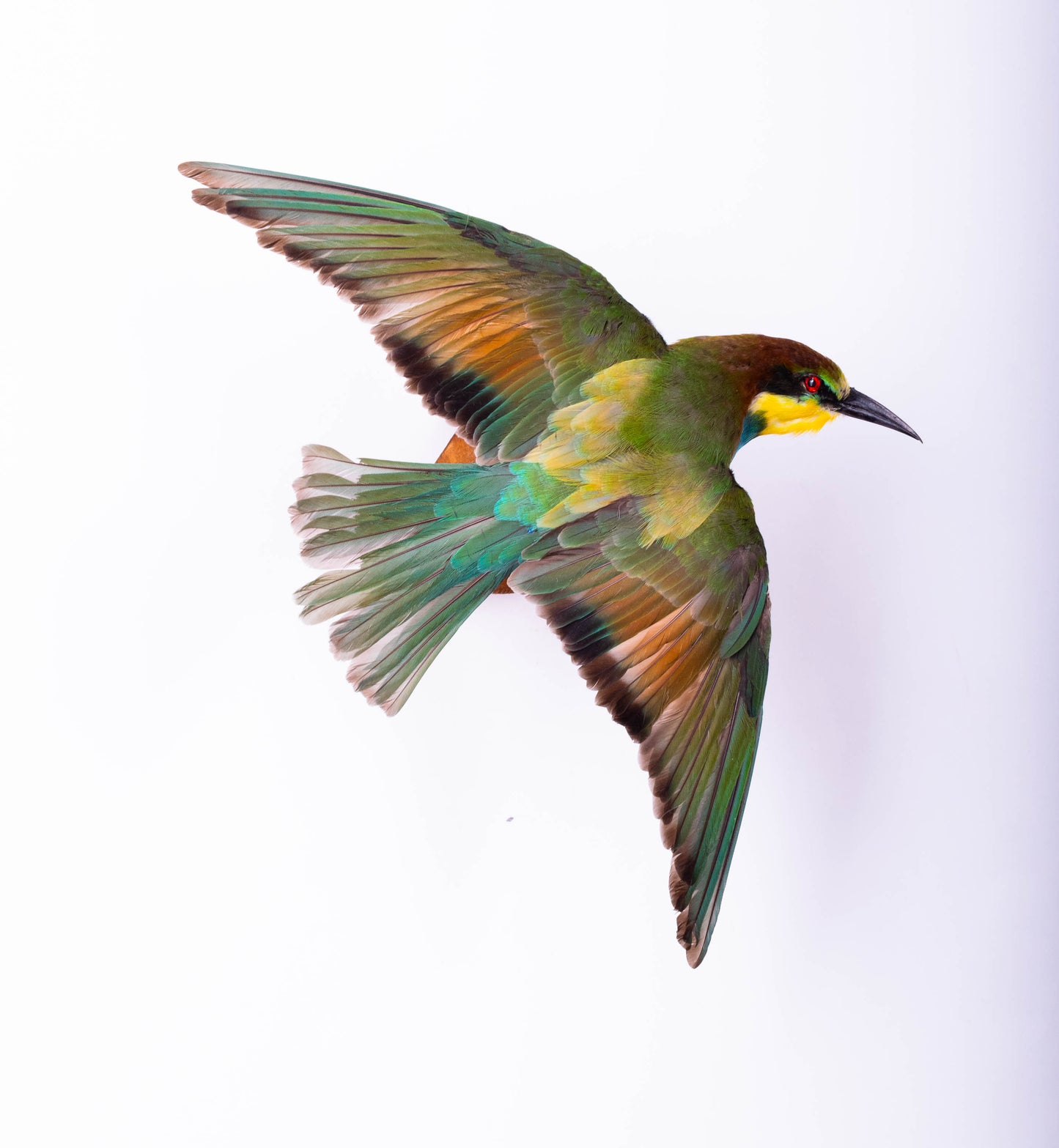 Bee-eater Taxidermy Wall Mount Open Wings