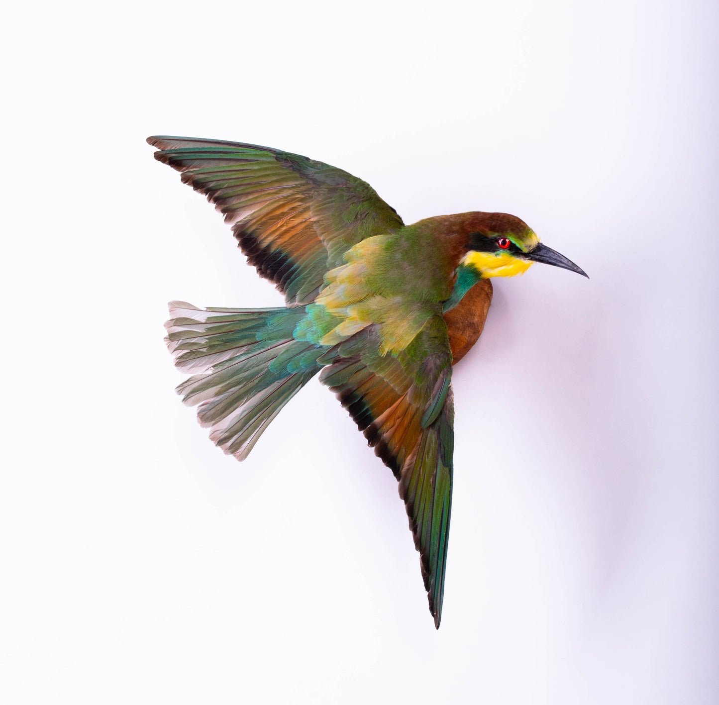 Bee-eater Taxidermy Wall Mount Open Wings