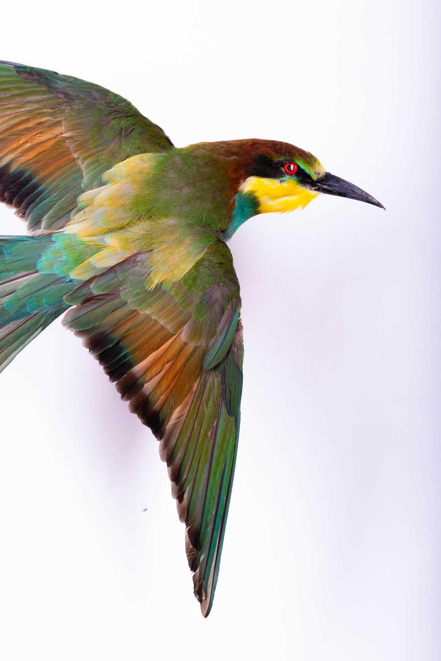 Bee-eater Taxidermy Wall Mount Open Wings