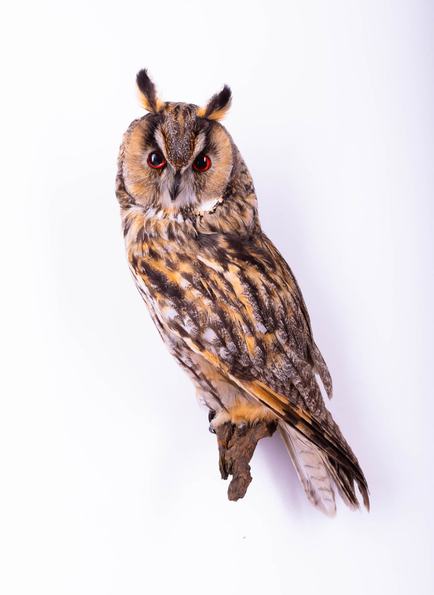 Hibou moyen-duc naturalisé pour fixation murale à vendre