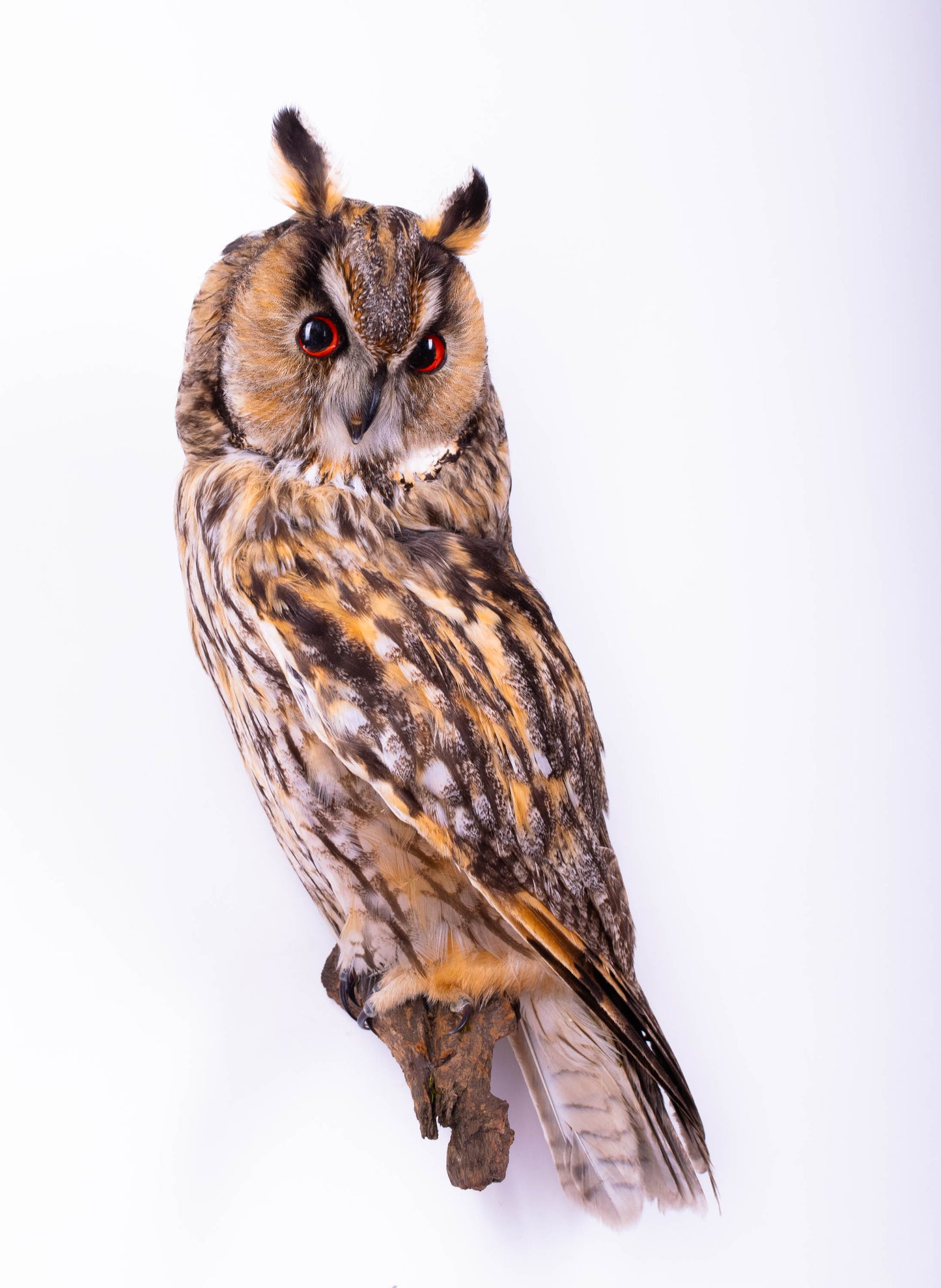 Hibou moyen-duc naturalisé pour fixation murale à vendre
