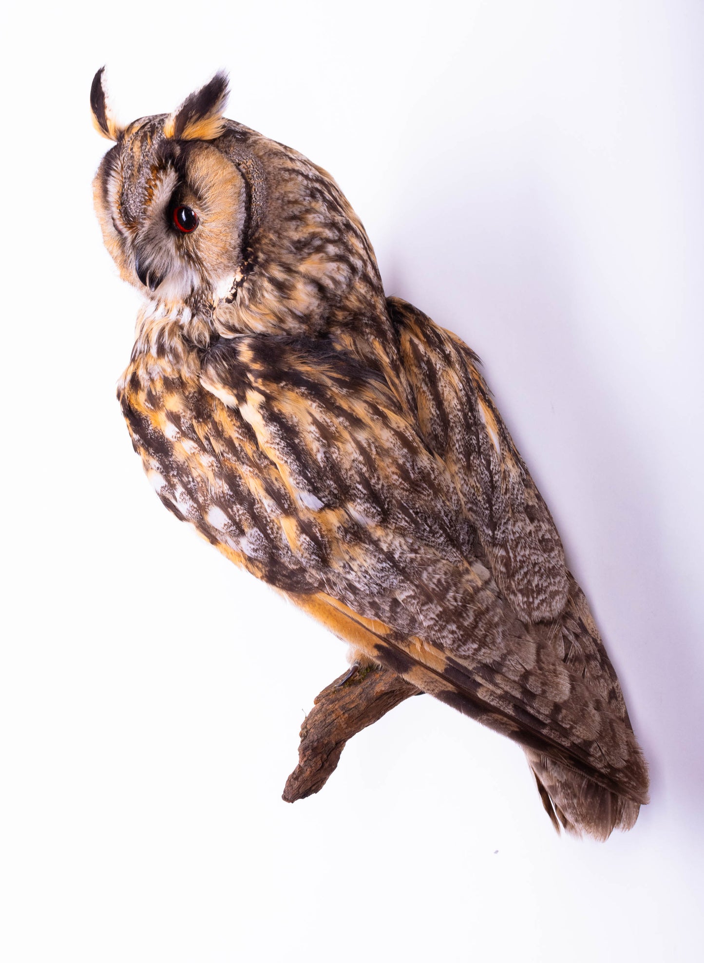 Hibou moyen-duc naturalisé pour fixation murale à vendre