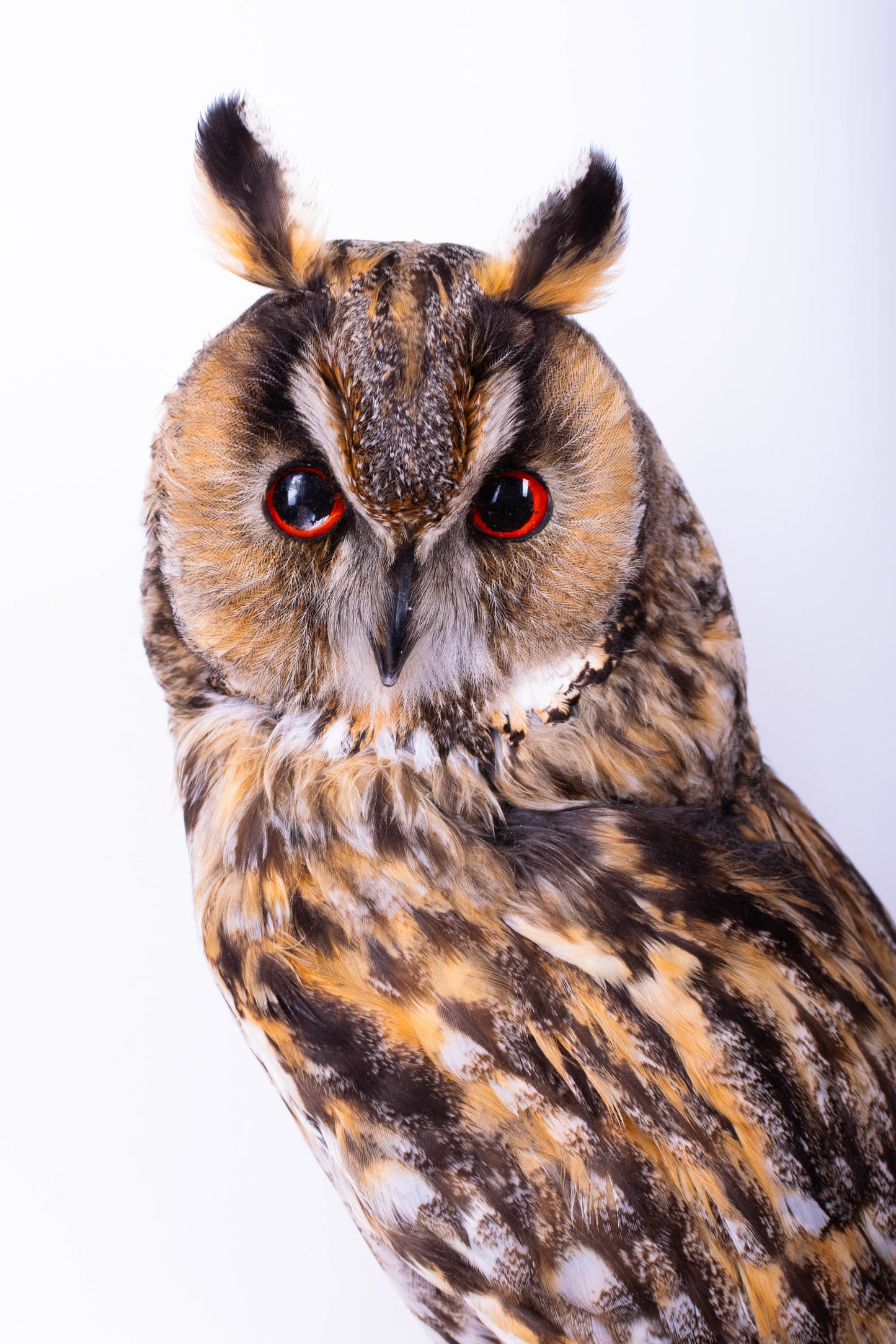 Hibou moyen-duc naturalisé pour fixation murale à vendre