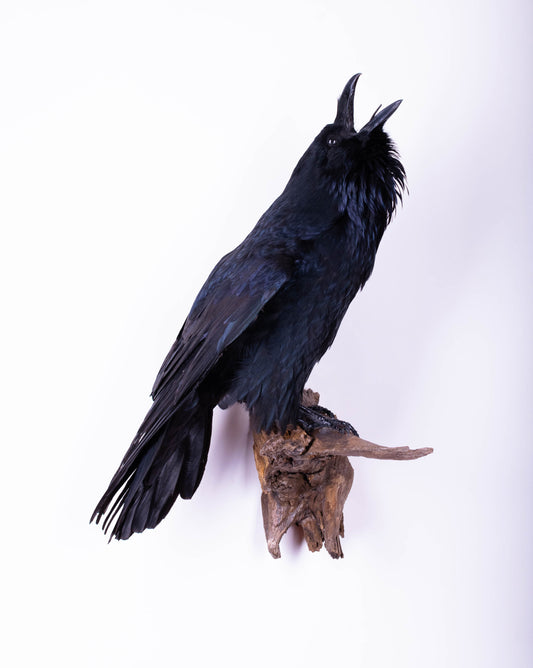 Taxidermy Raven Wall Mount