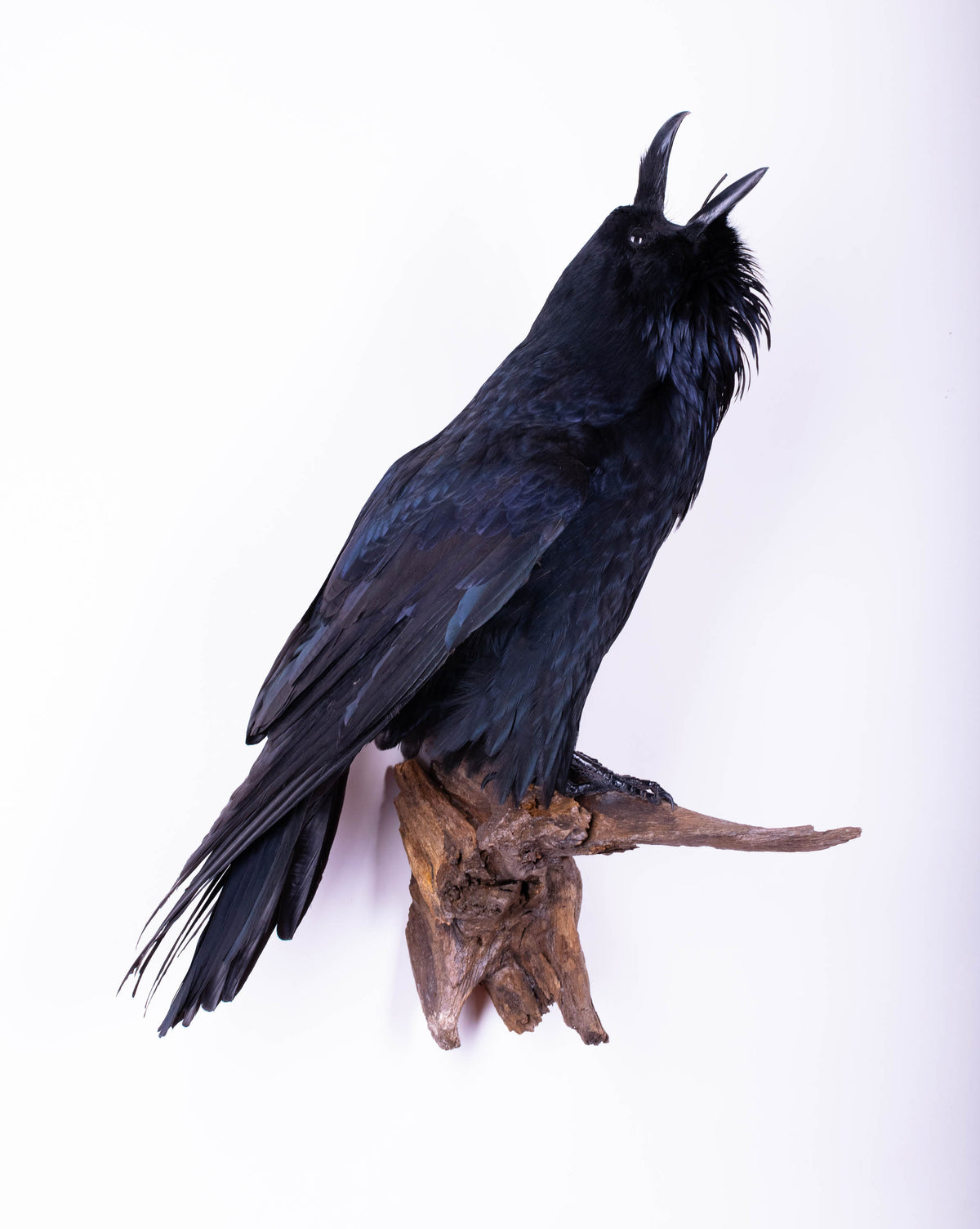 Taxidermy Raven Wall Mount