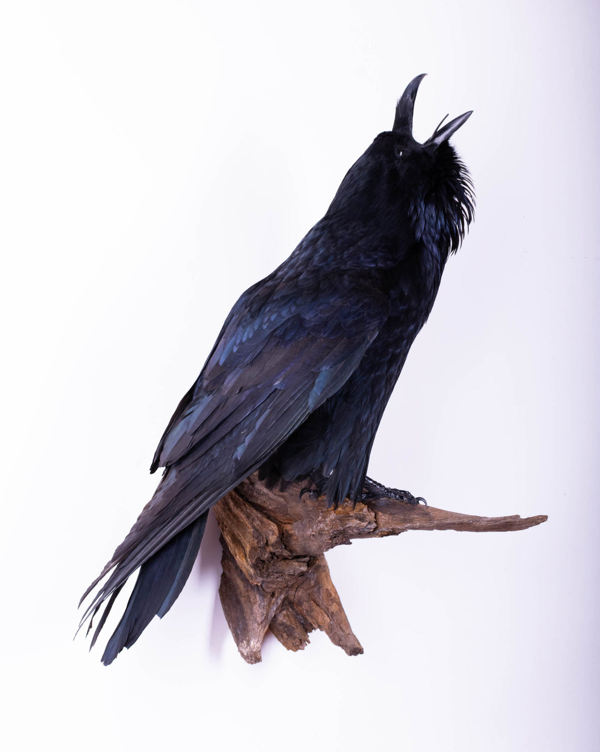 Taxidermy Raven Wall Mount