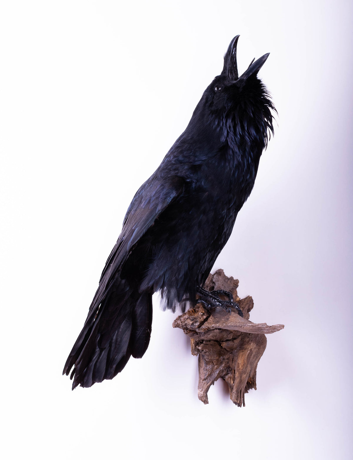 Taxidermy Raven Wall Mount