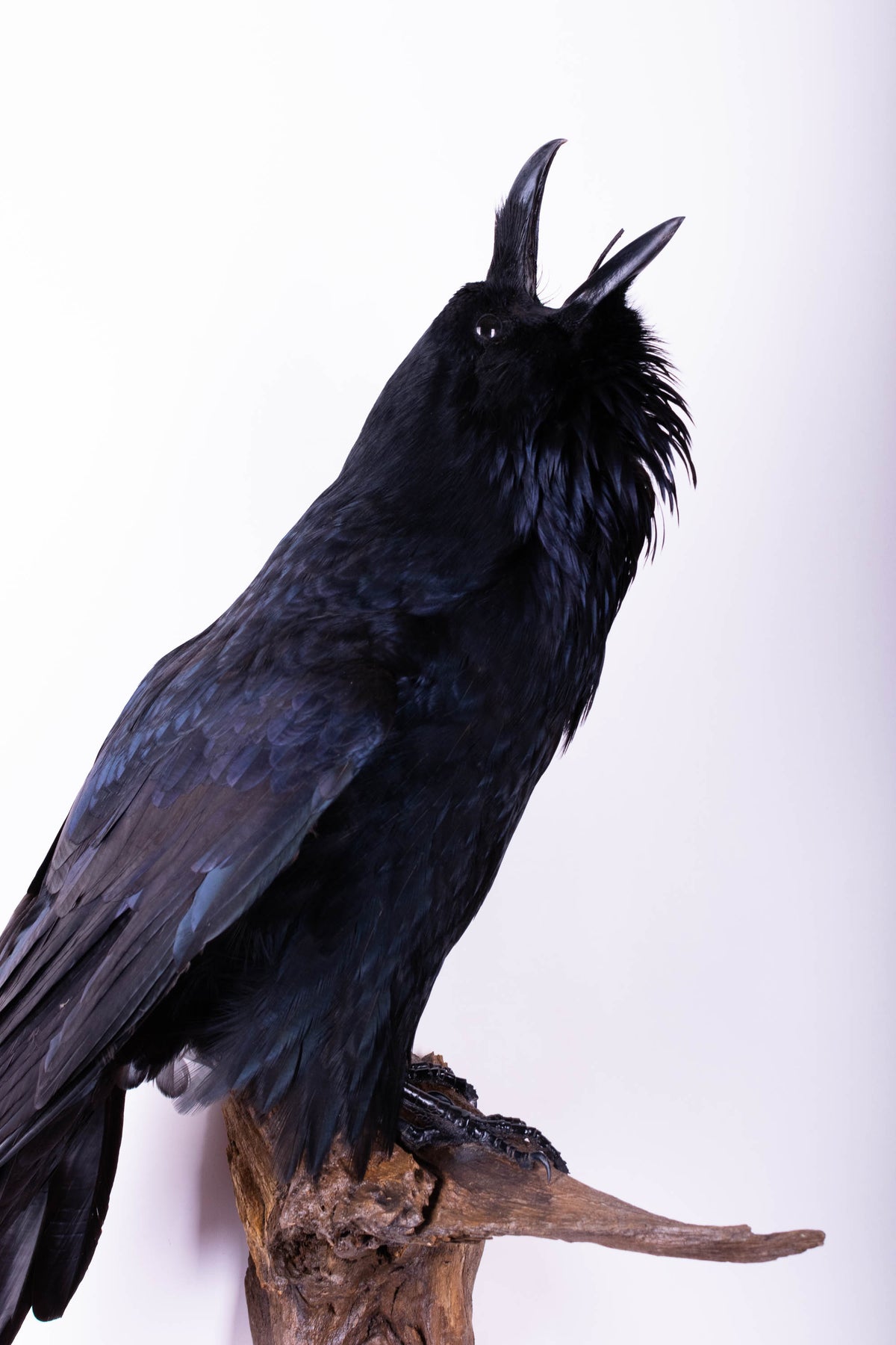 Taxidermy Raven Wall Mount