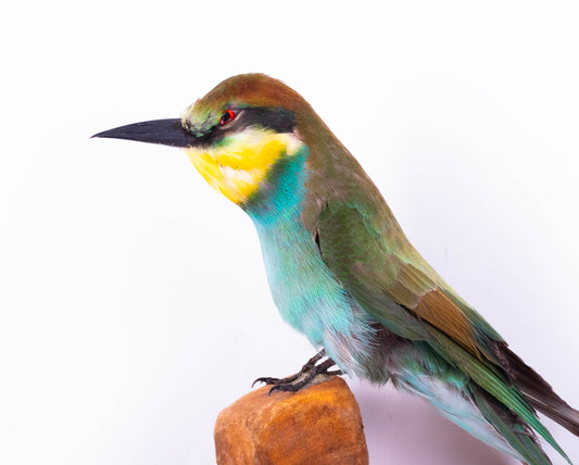 Bee-eater Taxidermy Wall Mount
