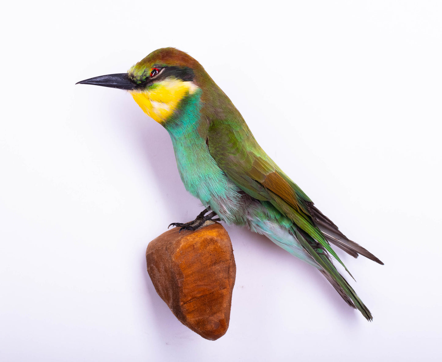 Bee-eater Taxidermy Wall Mount