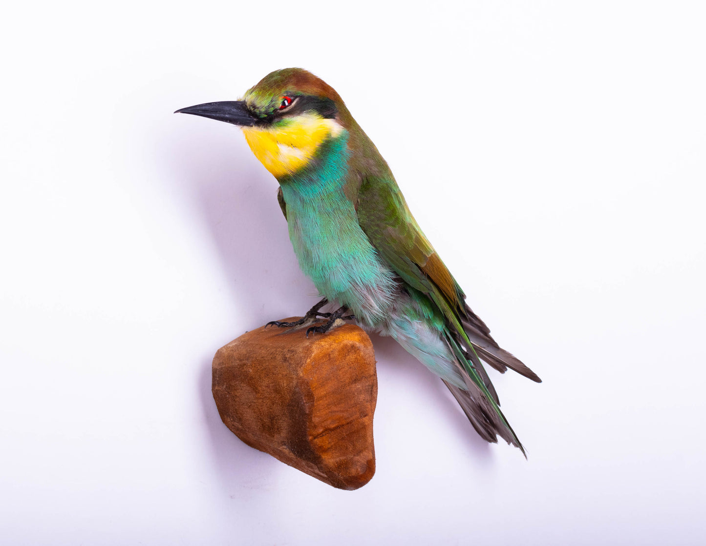 Bee-eater Taxidermy Wall Mount