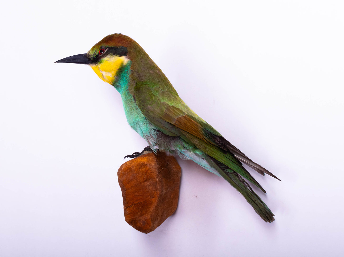 Bee-eater Taxidermy Wall Mount