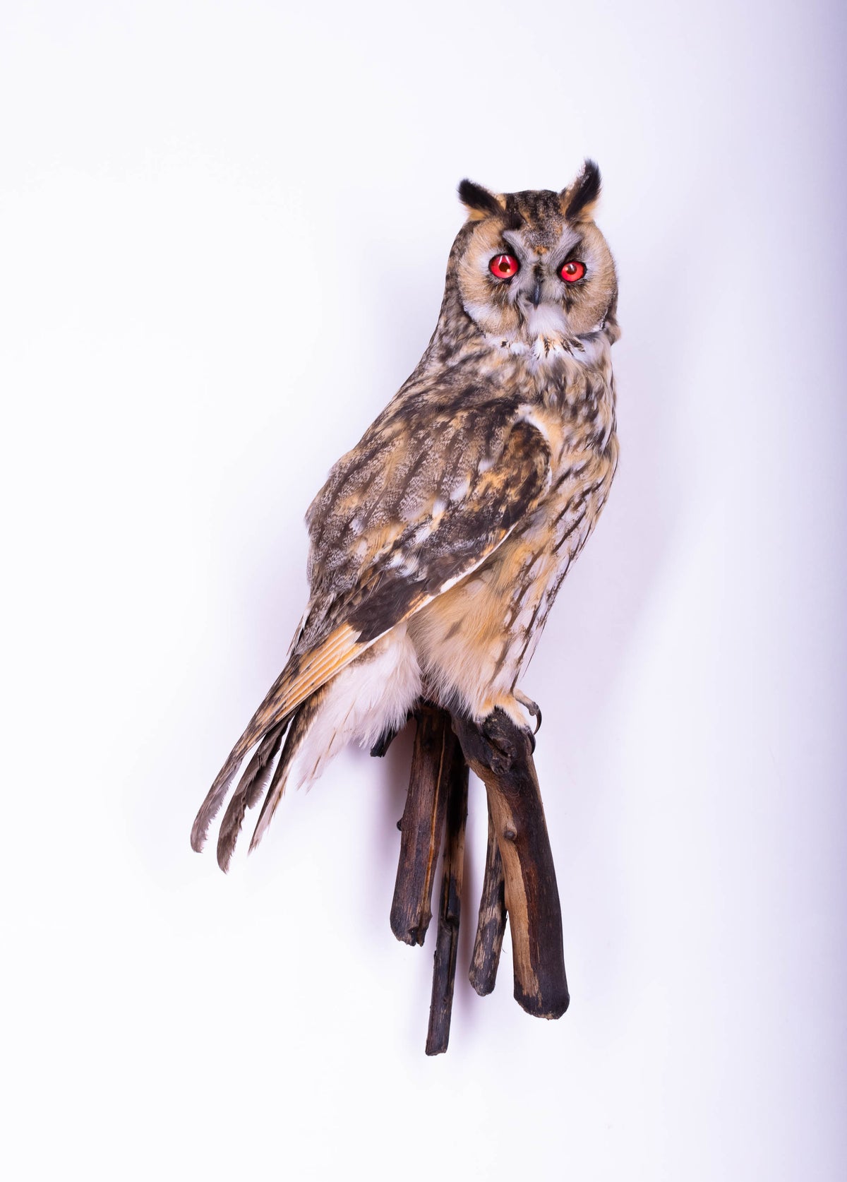 Taxidermy Long-eared Owl Wall Mount