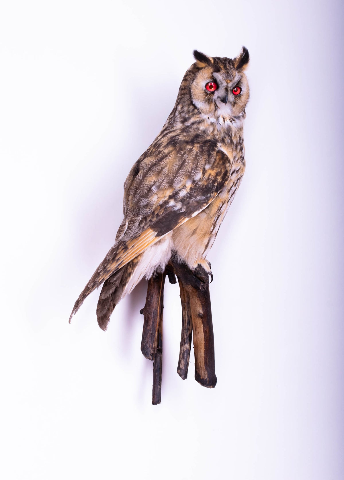Taxidermy Long-eared Owl Wall Mount