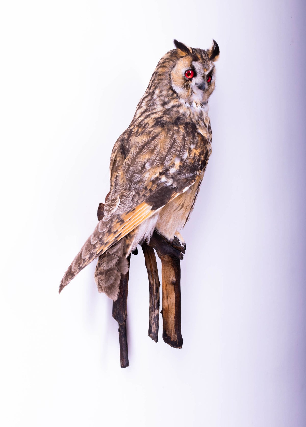 Taxidermy Long-eared Owl Wall Mount