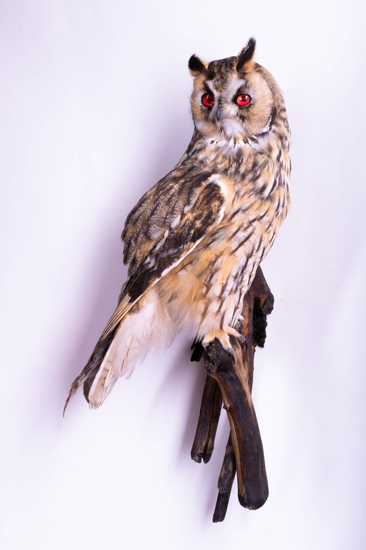 Taxidermy Long-eared Owl Wall Mount