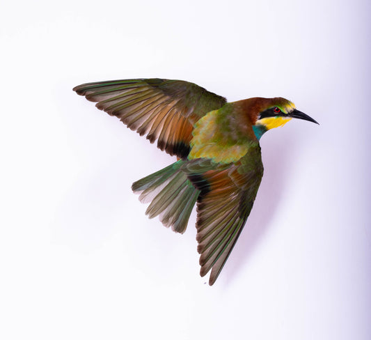Bee-eater Taxidermy Wall Mount Open Wings