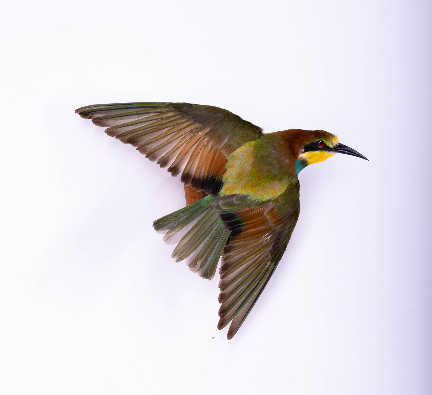 Bee-eater Taxidermy Wall Mount Open Wings