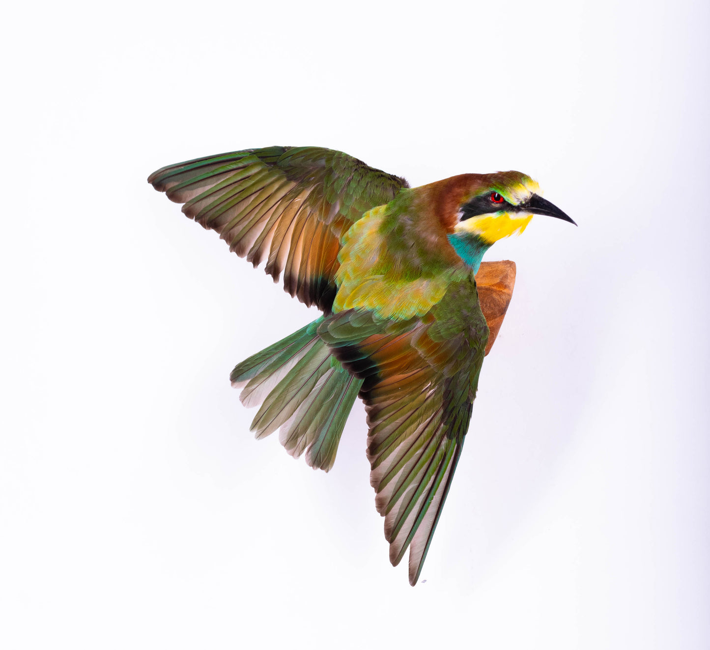 Bee-eater Taxidermy Wall Mount Open Wings