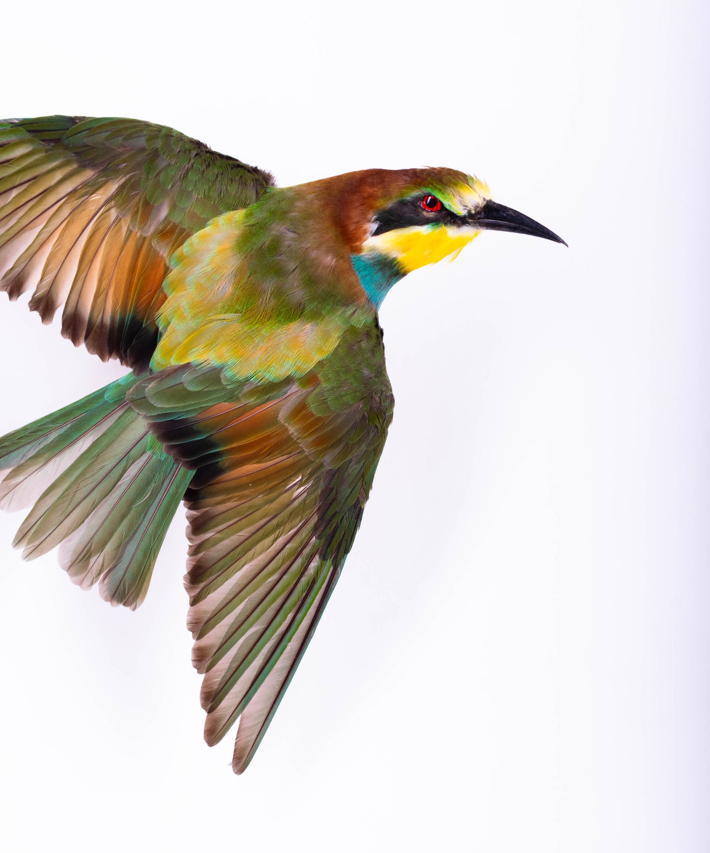 Bee-eater Taxidermy Wall Mount Open Wings