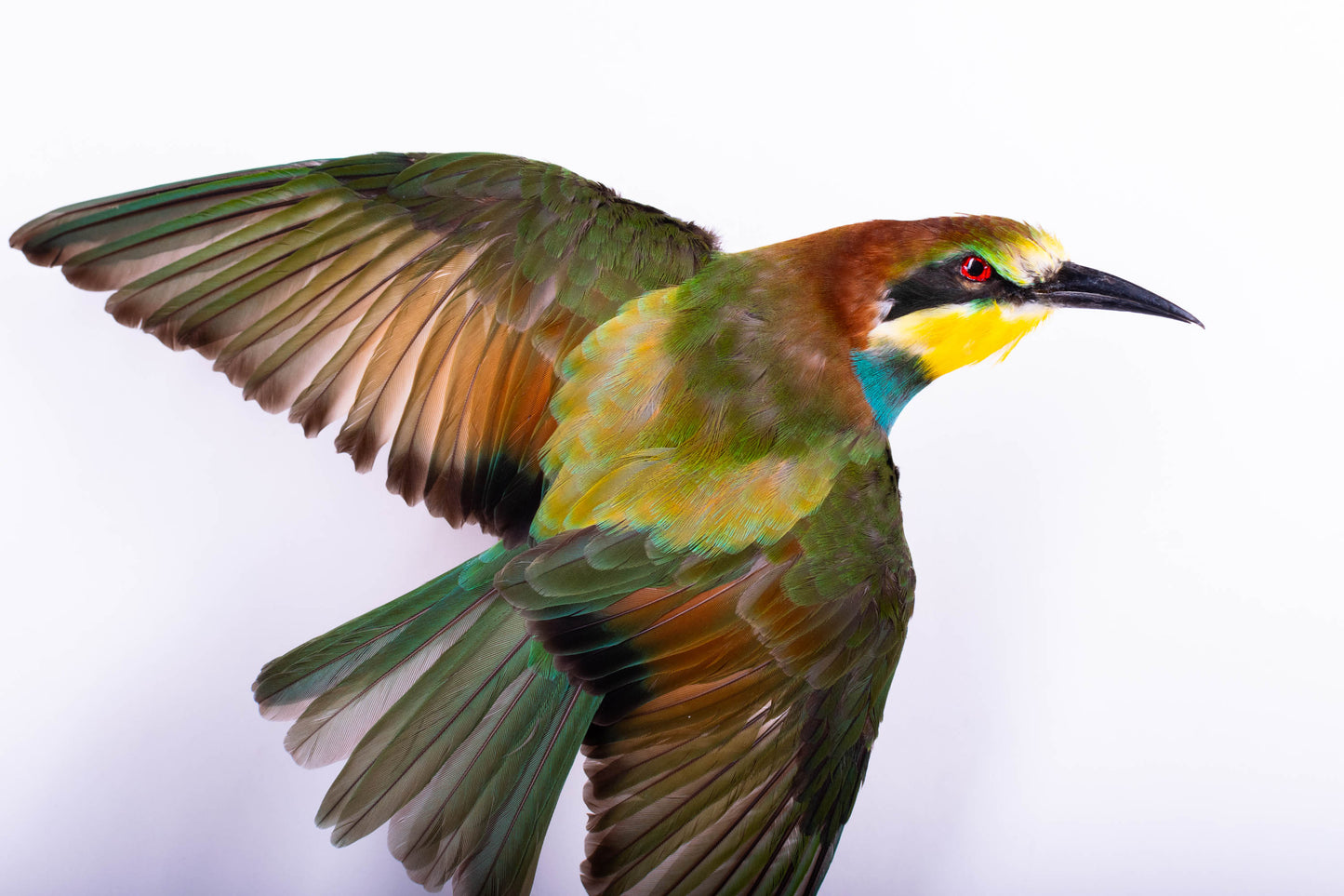Bee-eater Taxidermy Wall Mount Open Wings