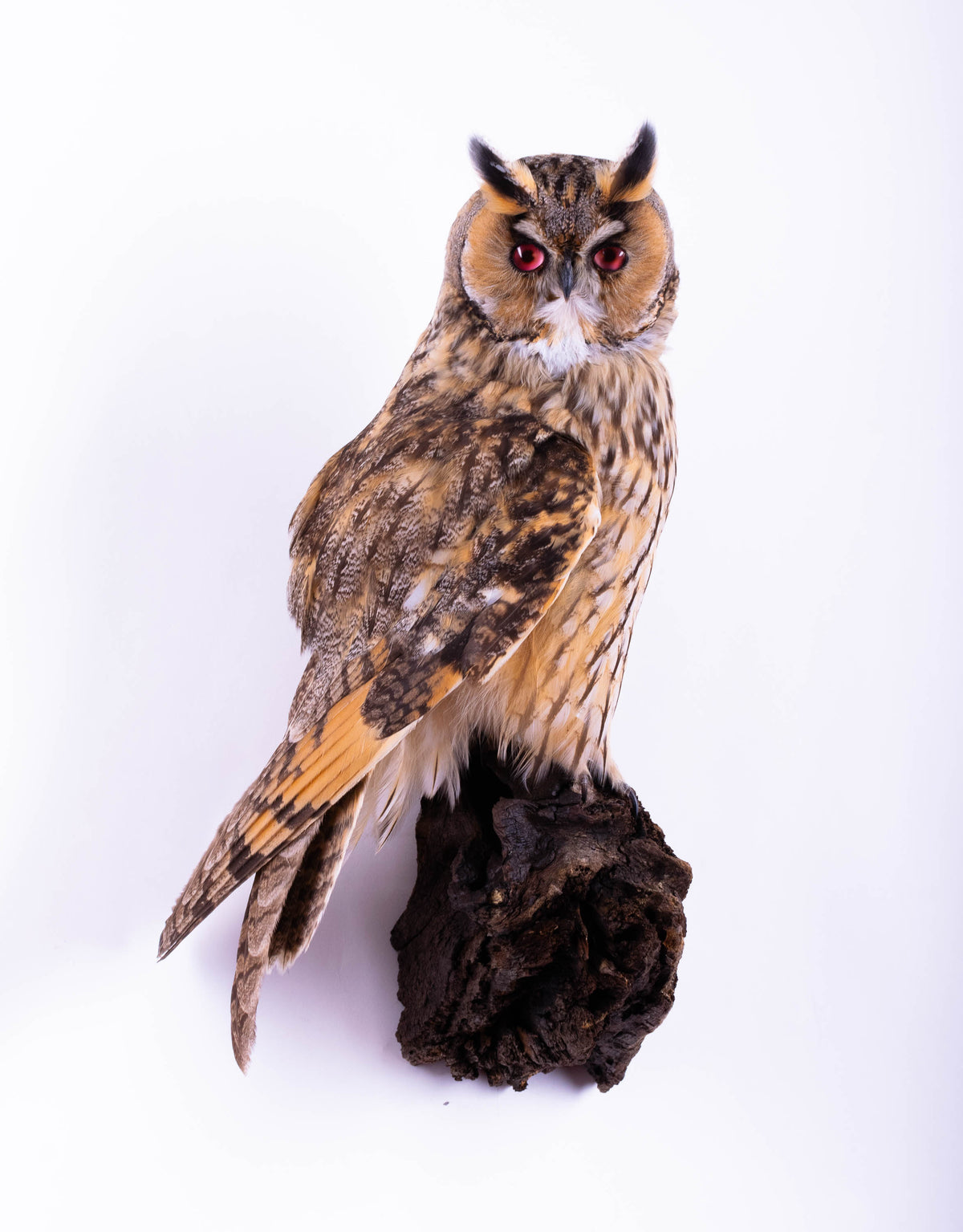 Hibou moyen-duc naturalisé pour fixation murale à vendre