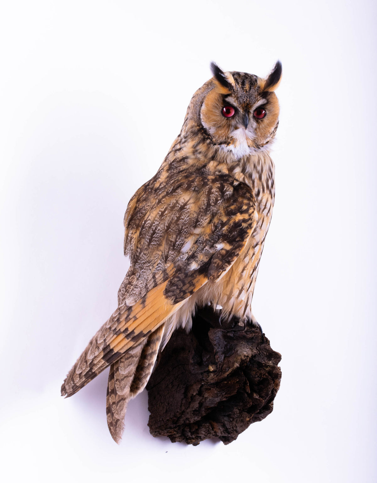Hibou moyen-duc naturalisé pour fixation murale à vendre