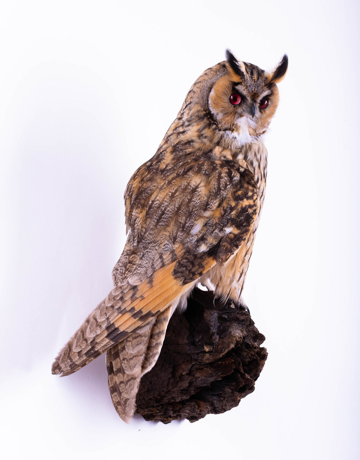 Hibou moyen-duc naturalisé pour fixation murale à vendre