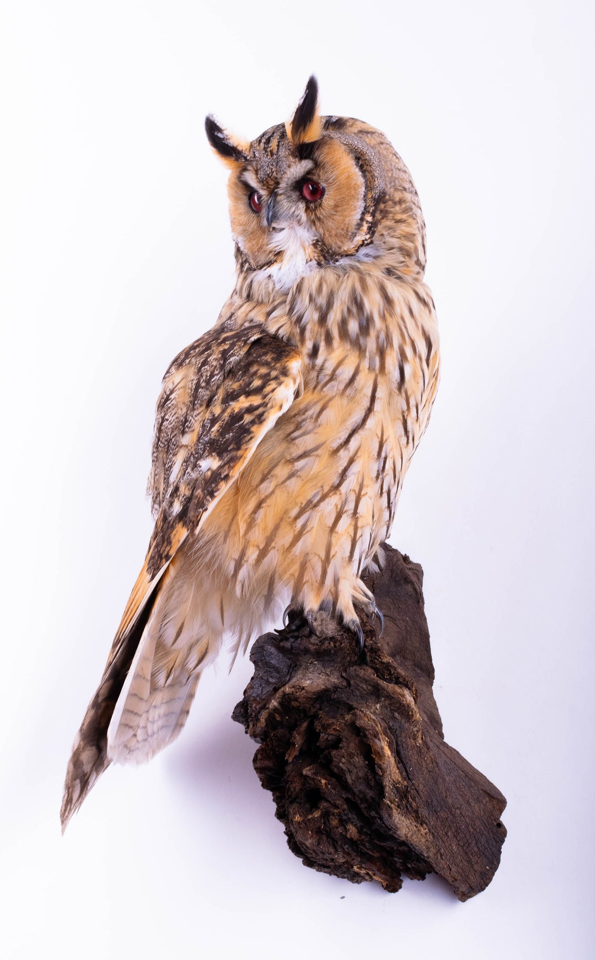 Hibou moyen-duc naturalisé pour fixation murale à vendre