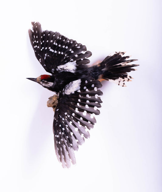 Great Spotted Woodpecker Taxidermy Wall Mount