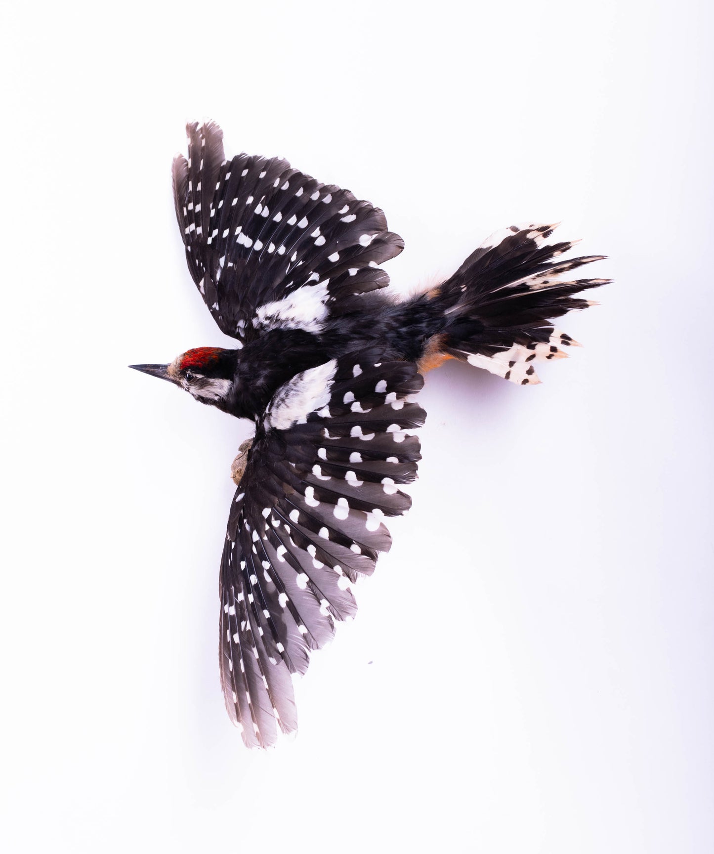 Great Spotted Woodpecker Taxidermy Wall Mount