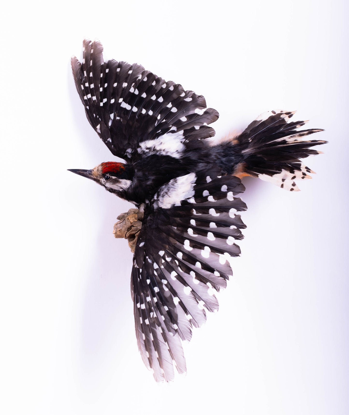 Great Spotted Woodpecker Taxidermy Wall Mount