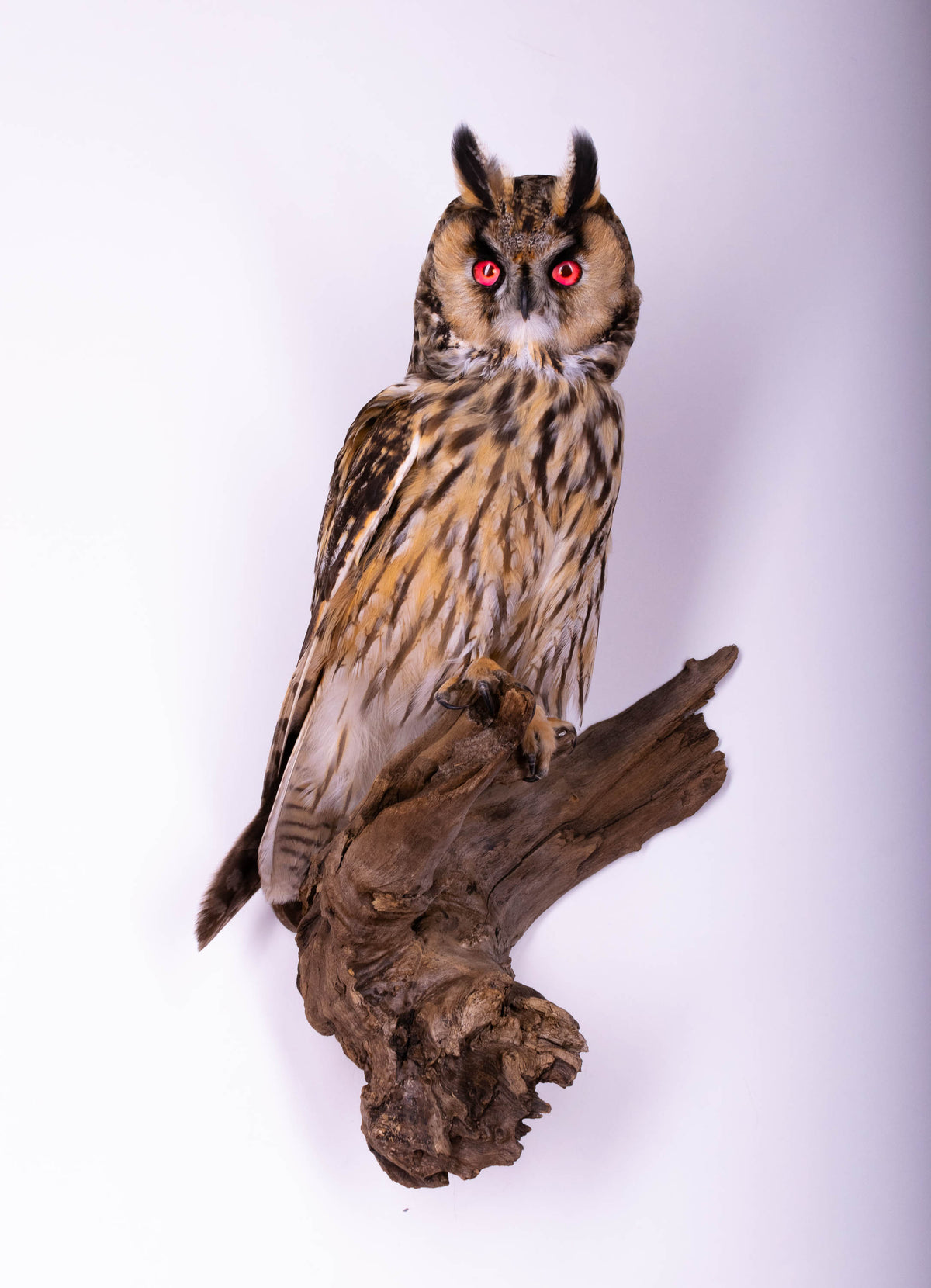 Hibou moyen-duc naturalisé pour fixation murale à vendre