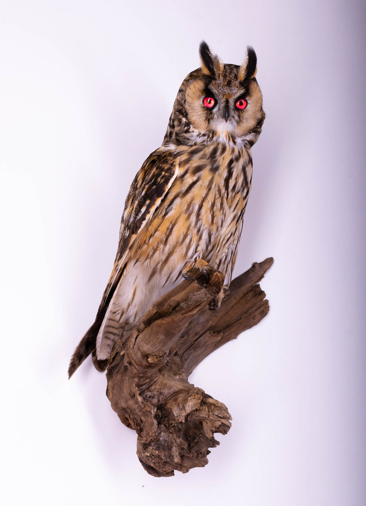 Hibou moyen-duc naturalisé pour fixation murale à vendre