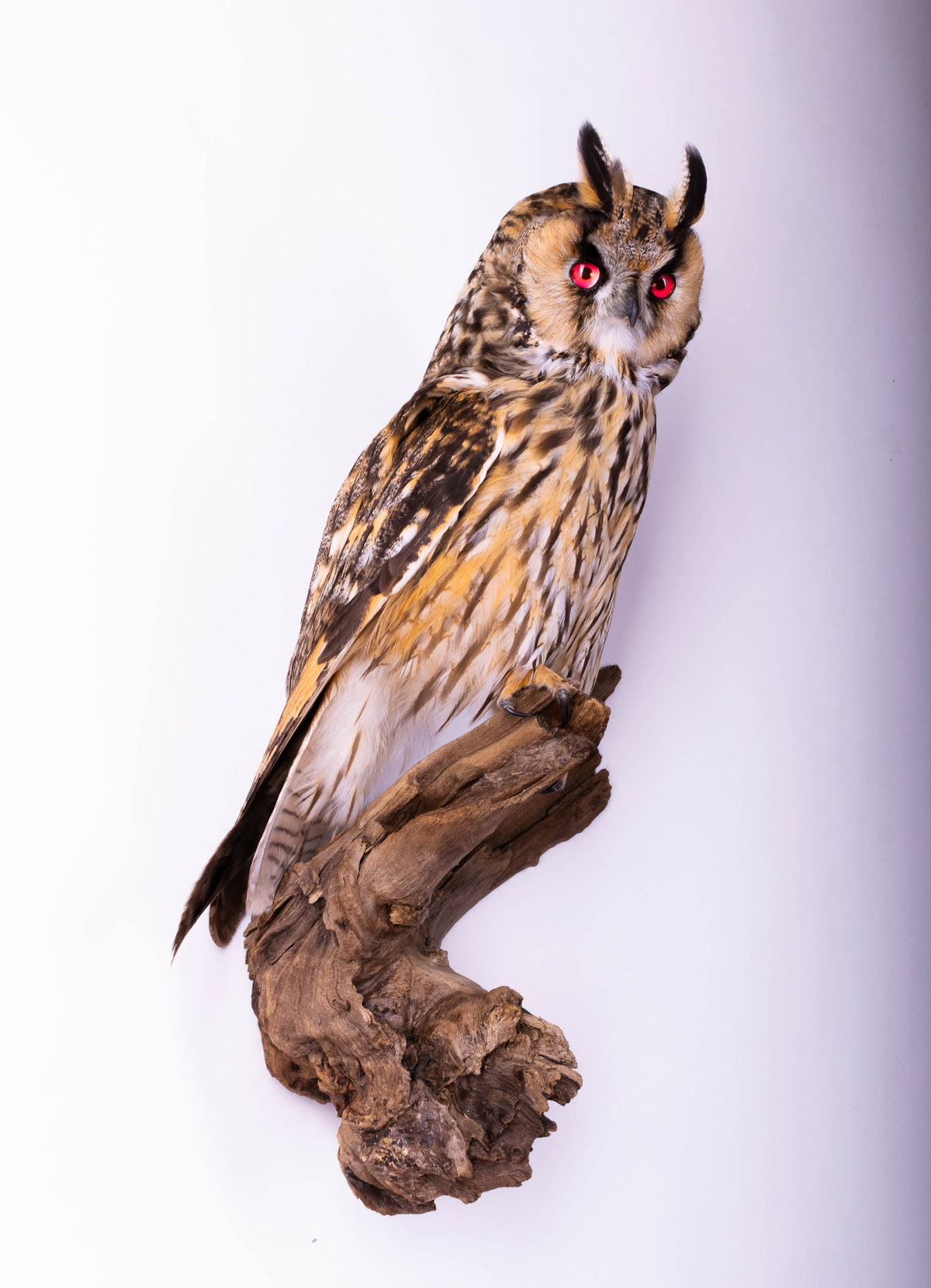 Hibou moyen-duc naturalisé pour fixation murale à vendre