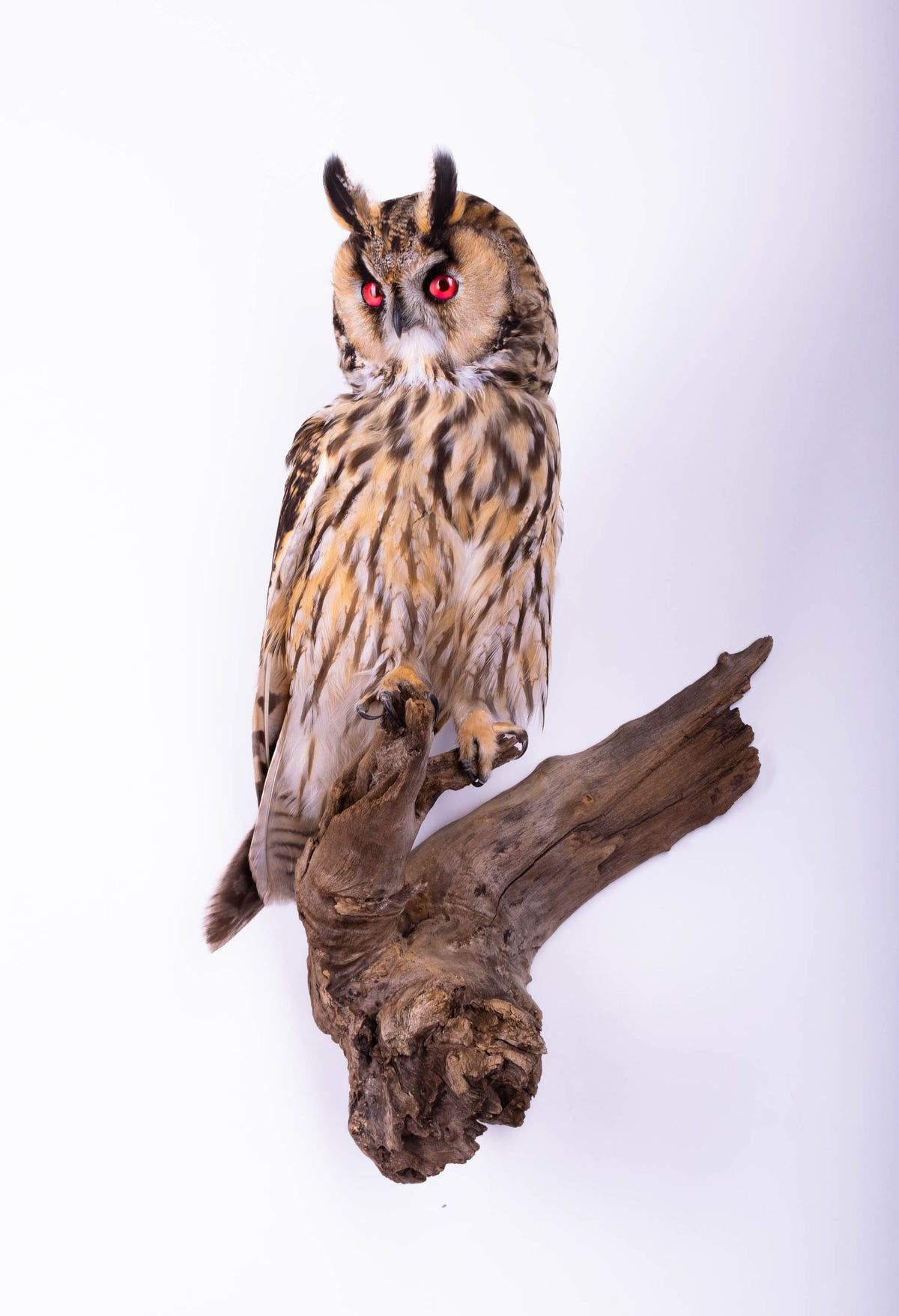 Hibou moyen-duc naturalisé pour fixation murale à vendre
