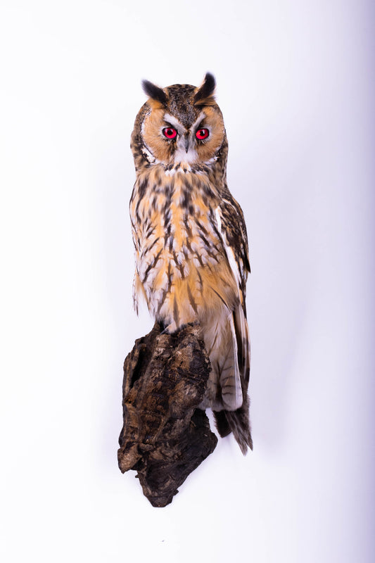 Taxidermy Owl Wall Mount