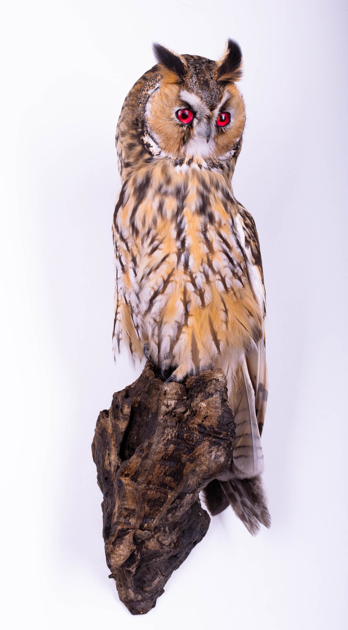 Taxidermy Owl Wall Mount