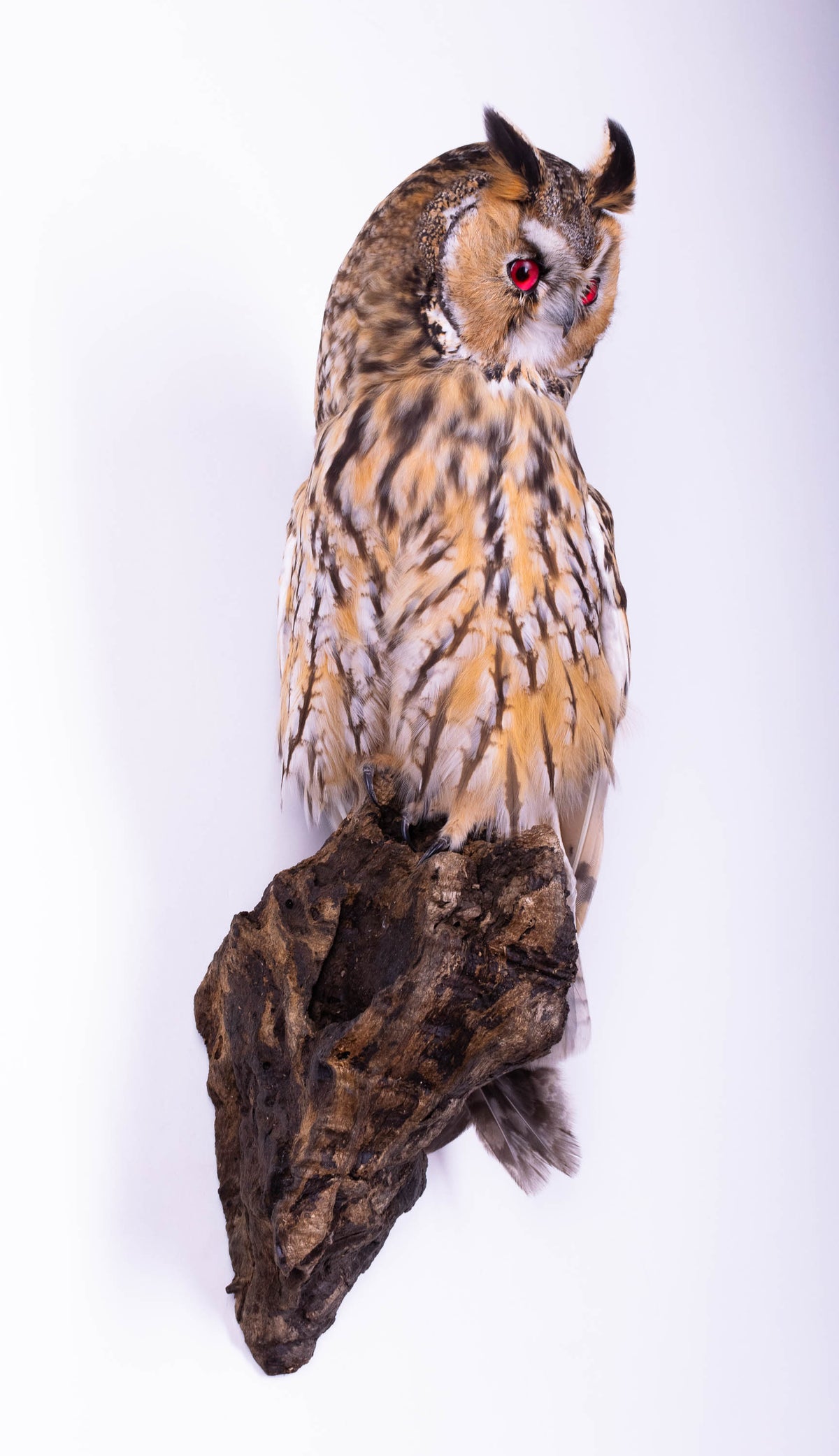 Taxidermy Owl Wall Mount