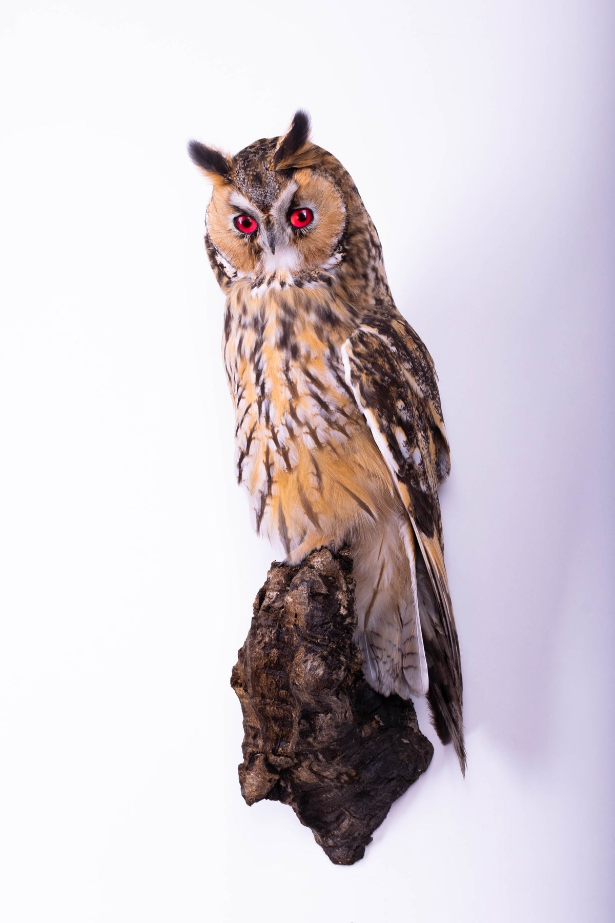 Taxidermy Owl Wall Mount