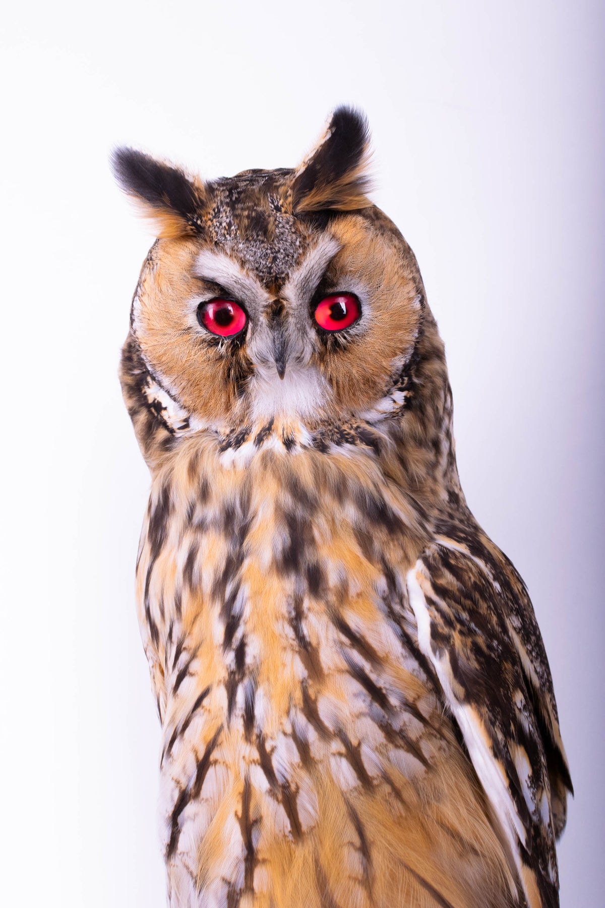 Taxidermy Owl Wall Mount
