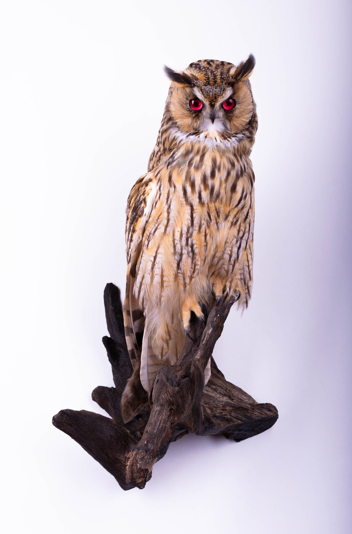Hibou moyen-duc naturalisé pour fixation murale à vendre