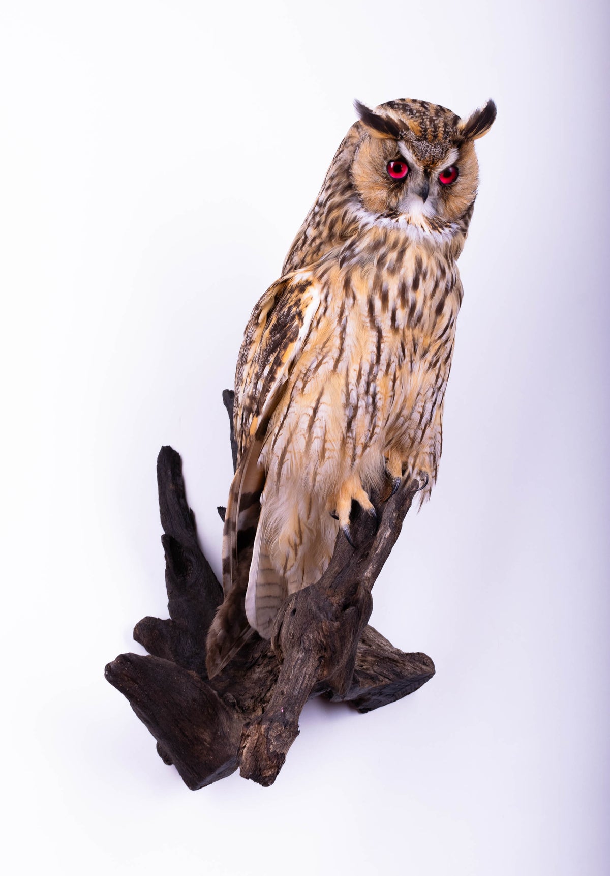 Hibou moyen-duc naturalisé pour fixation murale à vendre