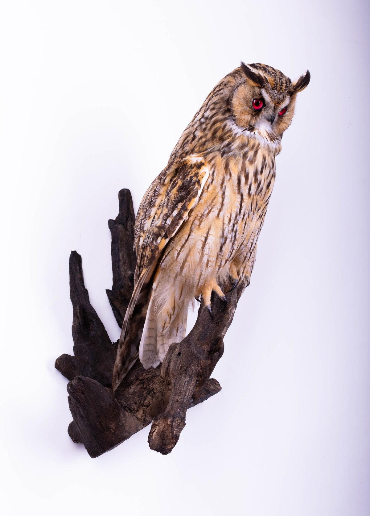 Hibou moyen-duc naturalisé pour fixation murale à vendre